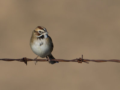 Lark Sparrow / Roodoorgors / Chondestes grammacus 