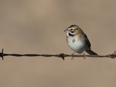 Lark Sparrow / Roodoorgors / Chondestes grammacus 
