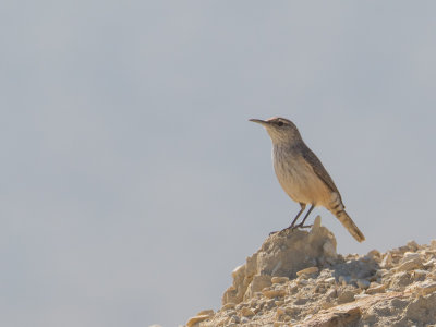 Rock Wren / Rotswinterkoning / Salpinctes obsoletus