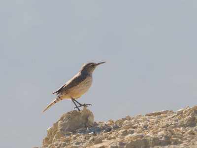 Rock Wren / Rotswinterkoning / Salpinctes obsoletus
