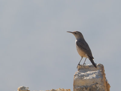 Rock Wren / Rotswinterkoning / Salpinctes obsoletus