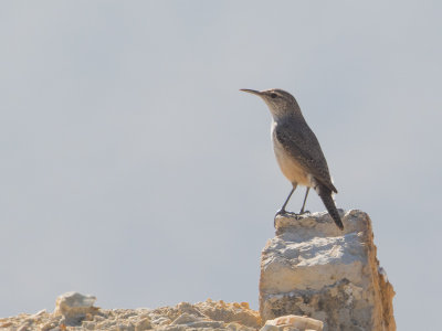 Rock Wren / Rotswinterkoning / Salpinctes obsoletus