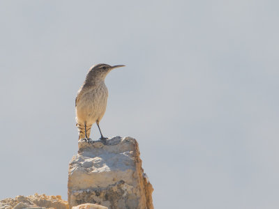 Rock Wren / Rotswinterkoning / Salpinctes obsoletus