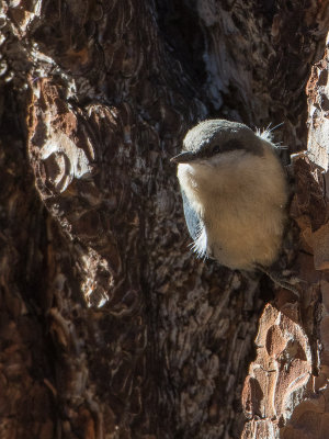 Pygmy Nuthatch / Dwergboomklever / Sitta pygmaea