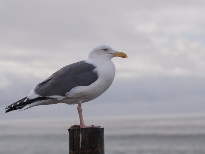Western Gull / Californische meeuw / Larus occidentalis