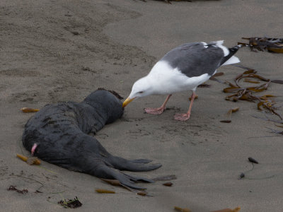 Western Gull / Californische meeuw / Larus occidentalis