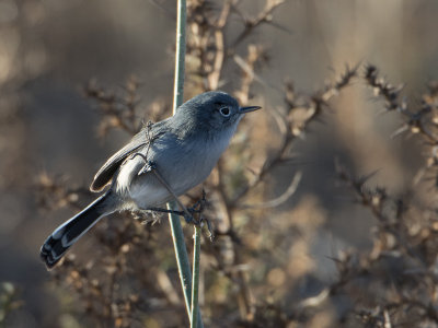 California Gnatcatcher / Californische muggenvanger / Polioptila californica