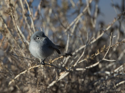 California Gnatcatcher / Californische muggenvanger / Polioptila californica