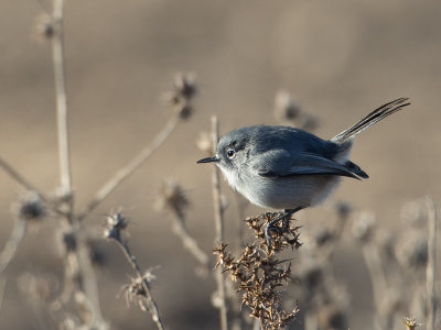 California Gnatcatcher / Californische muggenvanger / Polioptila californica