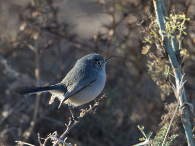 California Gnatcatcher / Californische muggenvanger / Polioptila californica