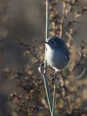 California Gnatcatcher / Californische muggenvanger / Polioptila californica