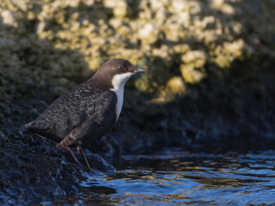 Waterspreeuw / White-throated Dipper / Cinclus cinclus