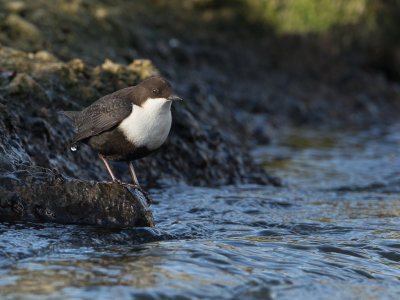 Waterspreeuw / White-throated Dipper / Cinclus cinclus