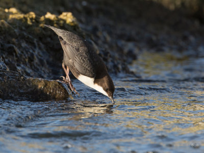 Waterspreeuw / White-throated Dipper / Cinclus cinclus