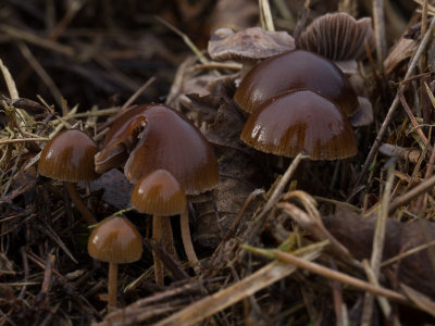 Deconica coprophila / Mestkaalkopje / Dung-loving Psilocybe