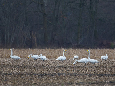 Wilde zwaan / Whooper swan / Cygnus cygnus 