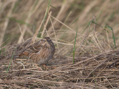 Witkruingors / Pine Bunting / Emberiza leucocephalos