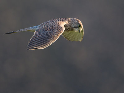 Torenvalk / Common Kestrel / Falco tinnunculus 