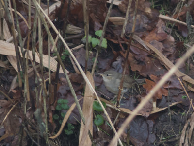 Bruine boszanger / Dusky warbler / Phylloscopus fuscatus