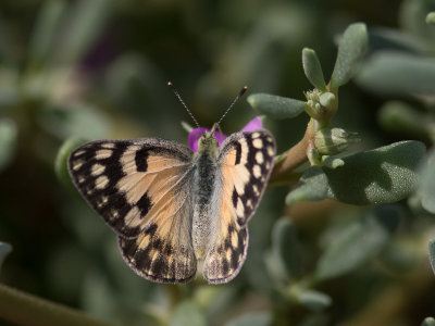 Colotis amata