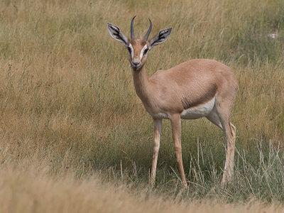 Mountain Gazelle / Berggazelle / Gazella gazella