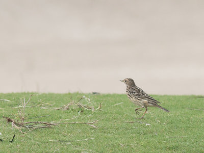 Roodkeelpieper / Red-throated Pipit / Anthus cervinus