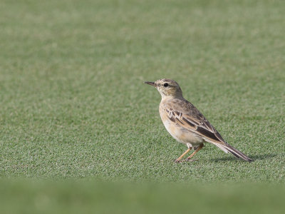 Long-billed Pipit / Langsnavelpieper / Anthus similis