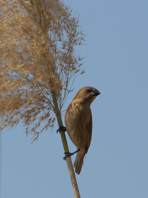 Scaly-breasted Munia / Muskaatvink / Lonchura punctulata