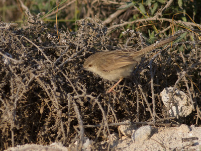 Graceful Prinia / Gestreepte Prinia / Prinia gracilis