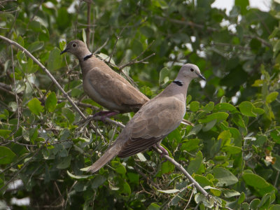 Eurasian Collared Dove / Turkse Tortel / Streptopelia decaocto