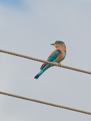 Indian Roller / Indische Scharrelaar / Coracias benghalensis