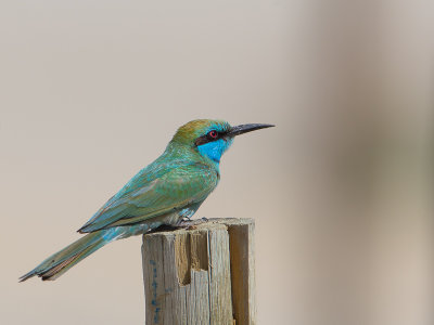 Green Bea-eater / Kleine groene Bijeneter / Merops orientalis