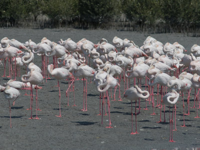 Greater Flamingo / Flamingo / Phoenicopterus roseus