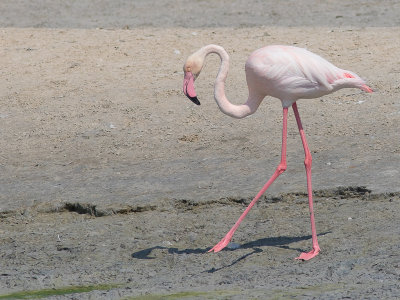 Greater Flamingo / Flamingo / Phoenicopterus roseus