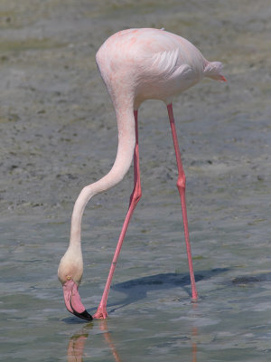 Greater Flamingo / Flamingo / Phoenicopterus roseus
