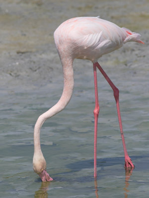 Greater Flamingo / Flamingo / Phoenicopterus roseus