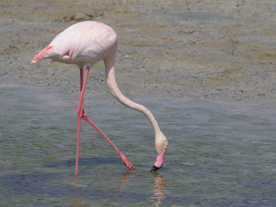 Greater Flamingo / Flamingo / Phoenicopterus roseus