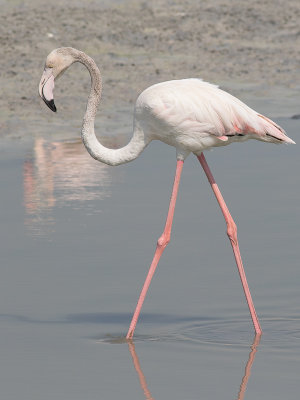 Greater Flamingo / Flamingo / Phoenicopterus roseus