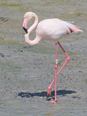 Greater Flamingo / Europese flamingo / Phoenicopterus roseus