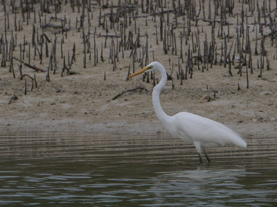 Wester Reef Heron / Westelijke Rifreiger / Egretta gularis