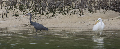 Wester Reef Heron / Westelijke Rifreiger / Egretta gularis