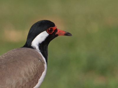 Red-wattled Lapwing / Indische Kievit / Vanellus indicus