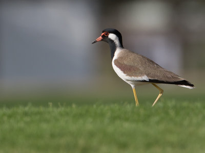 Red-wattled Lapwing / Indische Kievit / Vanellus indicus