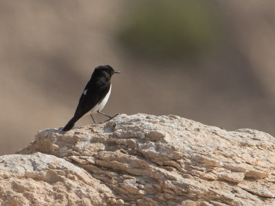 Humes Wheatear / Humes Tapuit / Oenanthe albonigra