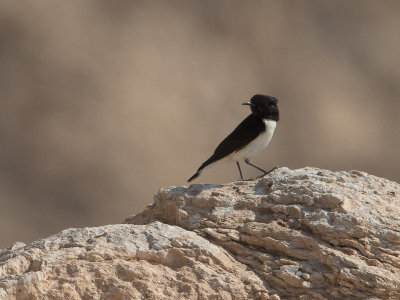 Humes Wheatear / Humes Tapuit / Oenanthe albonigra