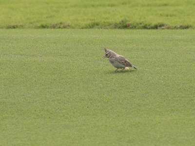 Crested Lark / Kuifleeuwerik / Galerida cristata