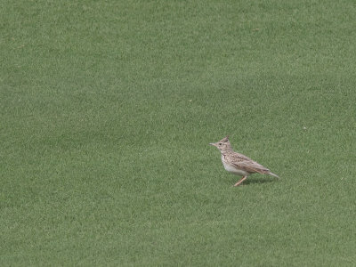Crested Lark / Kuifleeuwerik / Galerida cristata