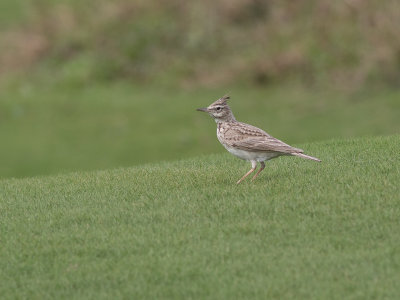 Crested Lark / Kuifleeuwerik / Galerida cristata
