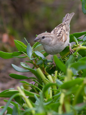 Indian Sparrow / Huismus / Passer Indicus