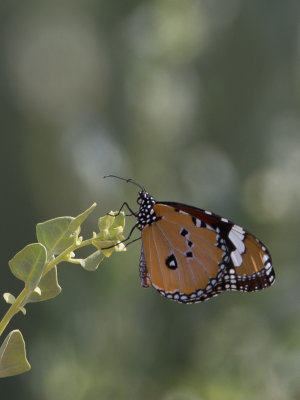 Kleine monarchvlinder / Plain Tiger, aka African Monarch / Danaus chrysippus